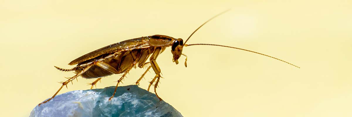 Cockroaches Solutions Melbourne