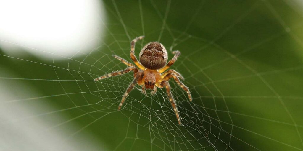 Spider Melbourne