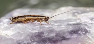 german cockroaches in melbourne homes