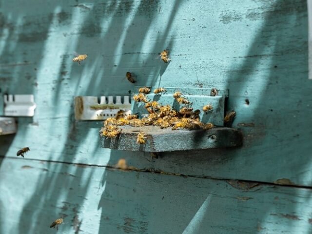 Pest Problems in Melton: The Most Common Infestations and How to Prevent Them
