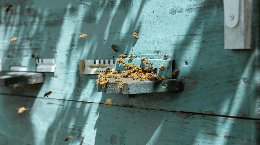 pest issues in melton